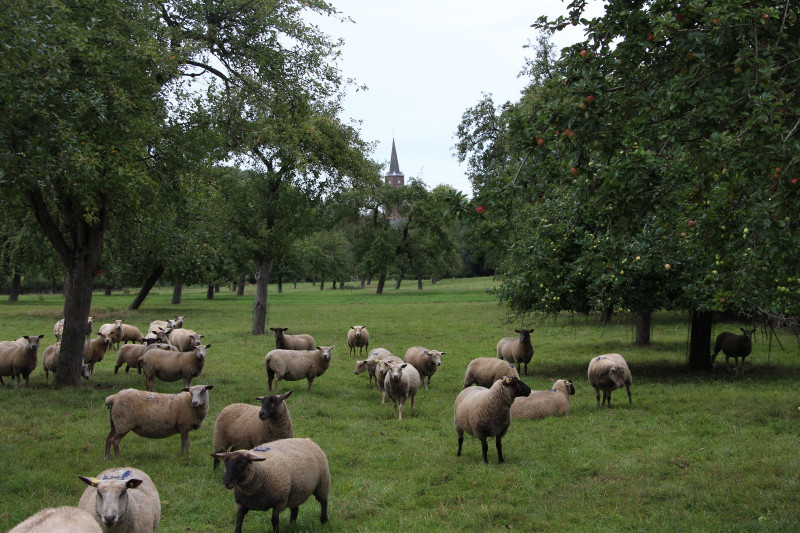 Un goûter aux près vergers de Jolimetz_Jolimetz Un goûter aux près vergers de Jolimetz_Jolimetz