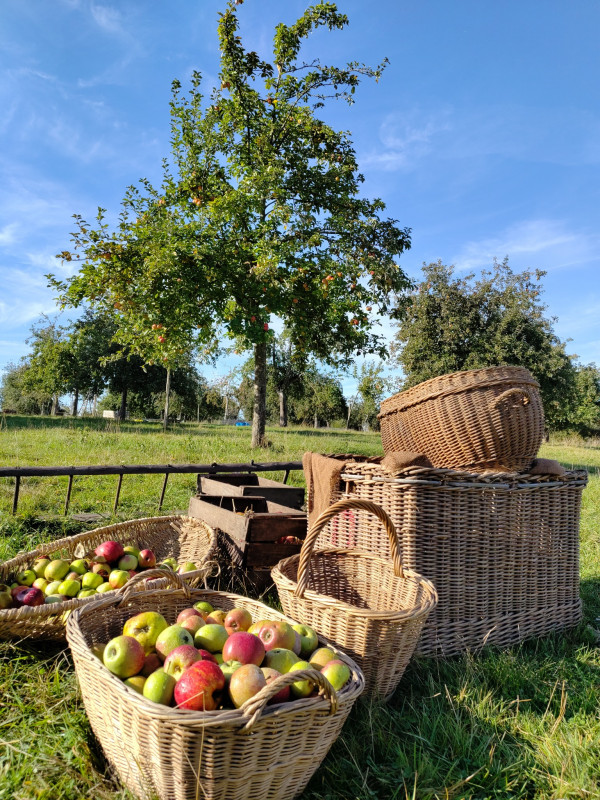 Un goûter aux près vergers de Jolimetz_Jolimetz Un goûter aux près vergers de Jolimetz_Jolimetz