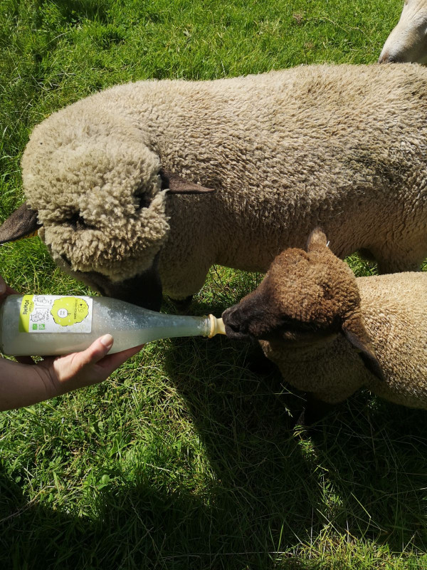 Un goûter aux près vergers de Jolimetz_Jolimetz Un goûter aux près vergers de Jolimetz_Jolimetz